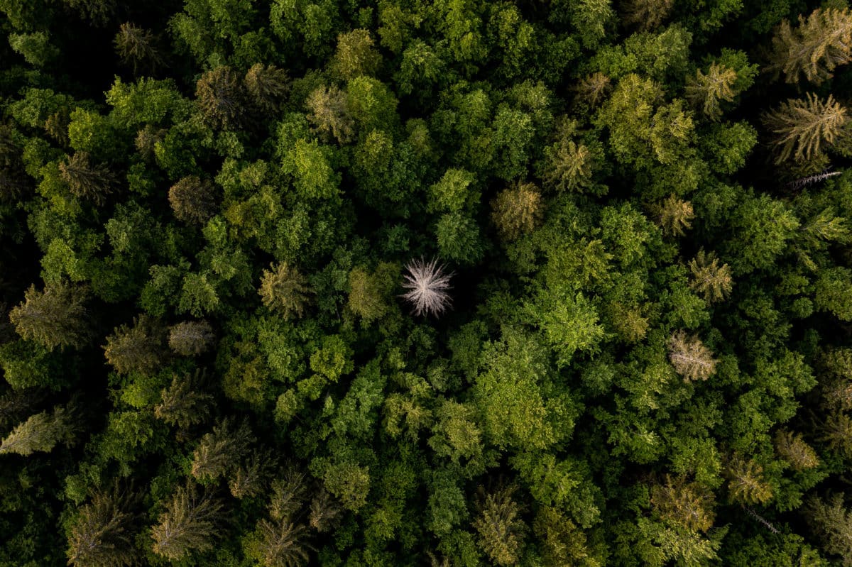 forêts Haut-Jura
