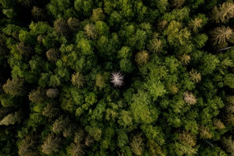 Forêt Parc Naturel Régional du Haut-Jura