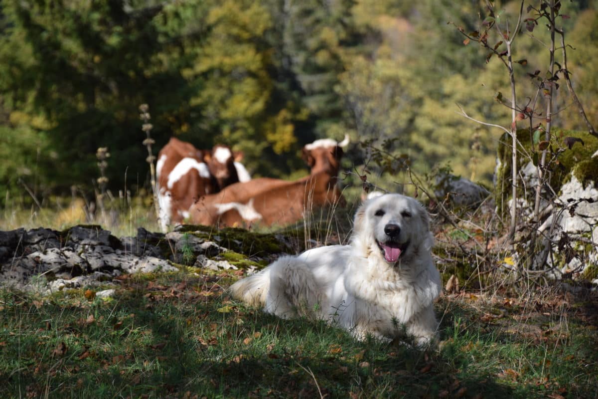 chiens de protection de troupeaux