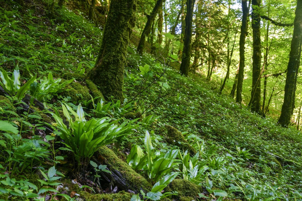 Les forêts du Parc Naturel Régional du Haut-Jura