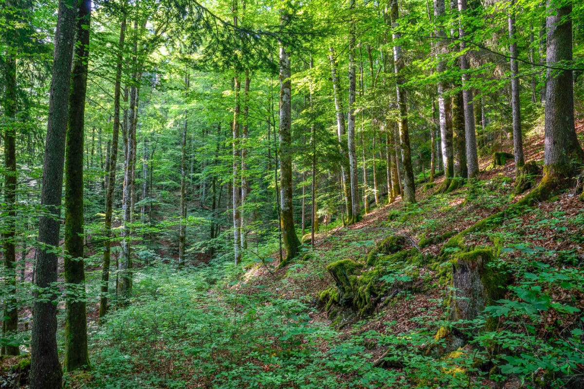 Balade dans les forêts du 
Parc Naturel Régional du Haut-Jura