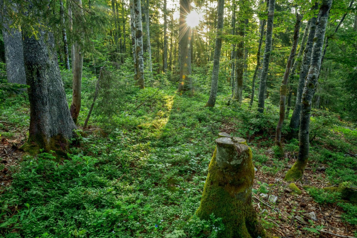 Au sein des forêts du Parc Naturel Régional Haut-Jura