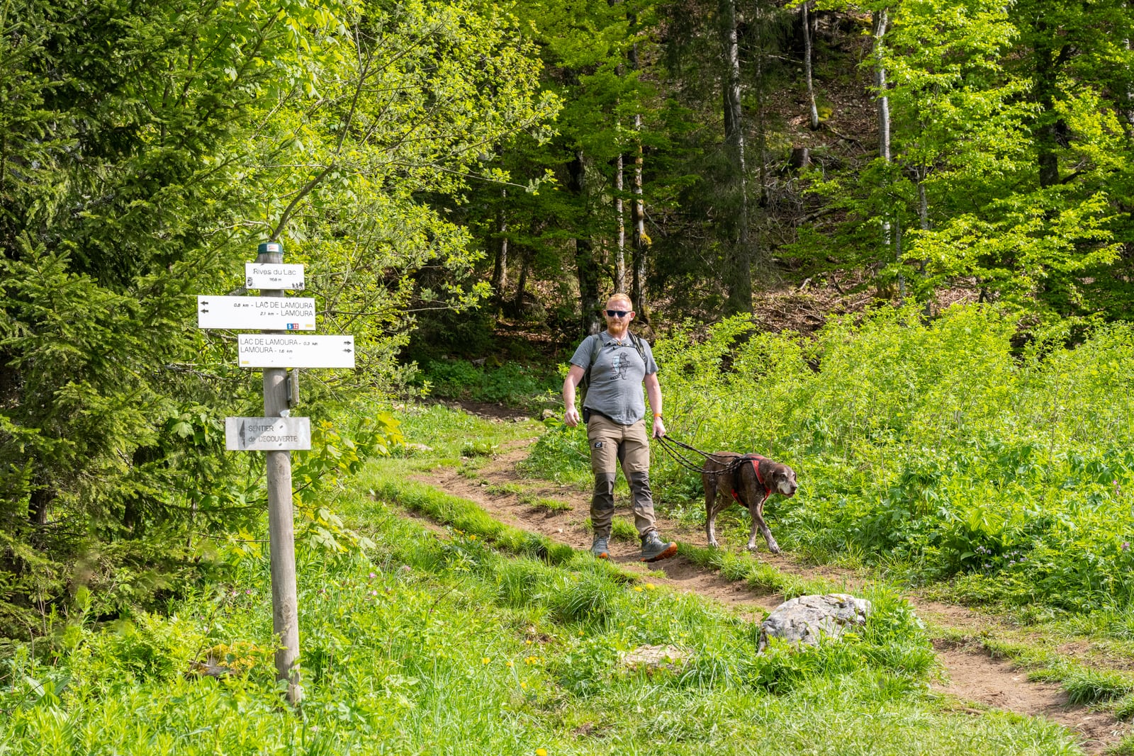 randonner avec mon chien